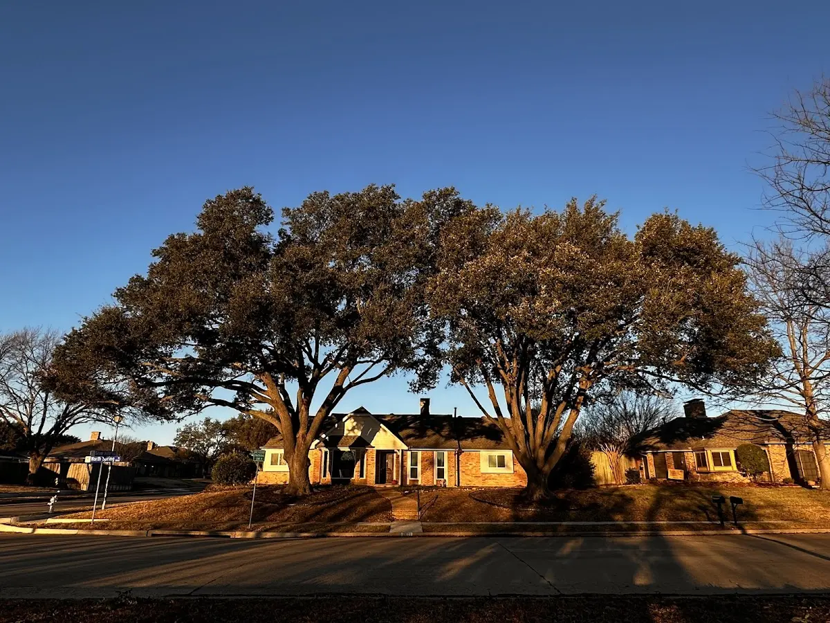 Established residential canopy tree shading a home in Littleton