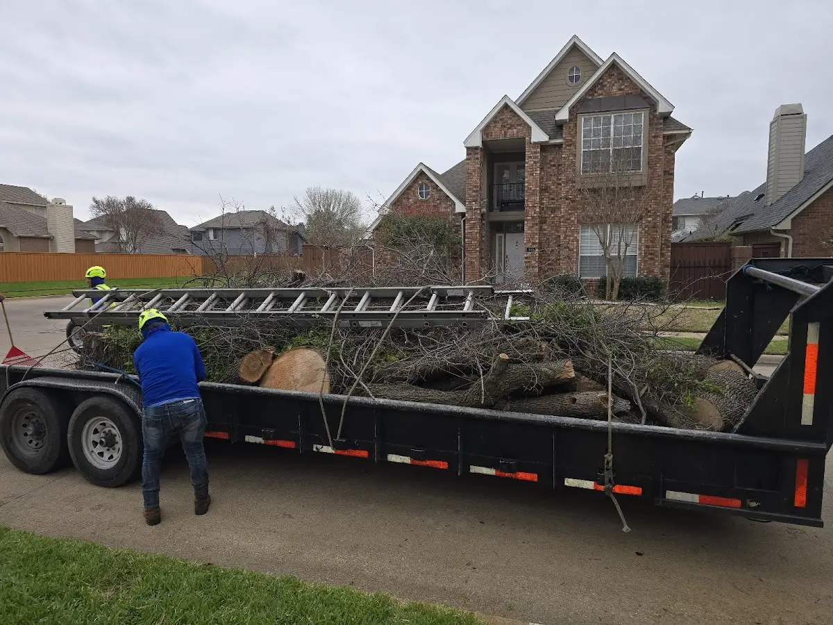 Expert Tree Removal with proper safety equipment in Littleton